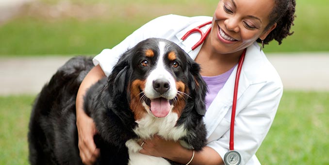 Veterinary medicine – caring for animals